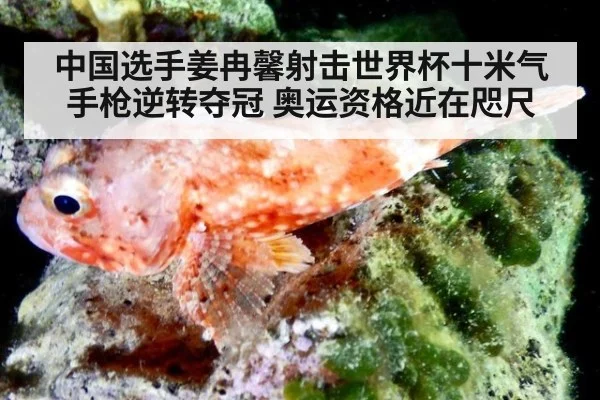 中国选手姜冉馨射击世界杯十米气手枪逆转夺冠 奥运资格近在咫尺